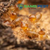 SAMS Termite Control Sydney image 9